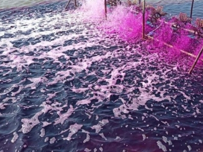 Thuốc tím dùng cho thủy sản thế nào?